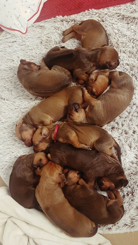 De La Voie Douce - Rhodesian Ridgeback - Portée née le 18/12/2017